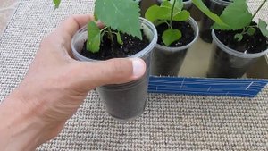 Выращивание шелковицы в стаканчиках на балконе