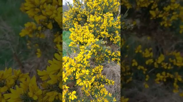 Beautiful Gorse or Broome Flowers