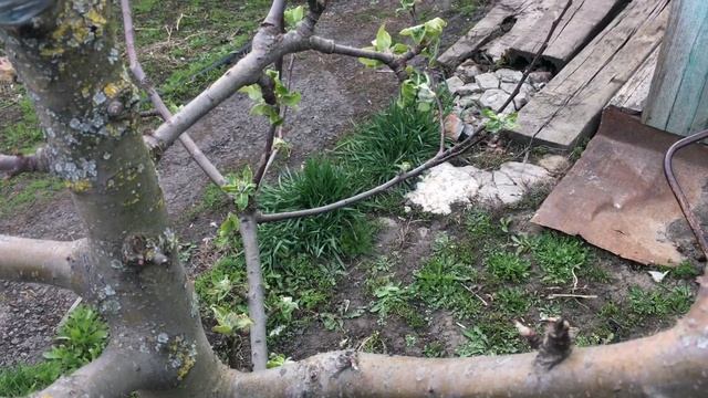 Прививка груши Новым способом/ Перепрививка Яблони/ Посадил яблоню сорта Яблоко-Груша и Сливу