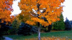 В СЁМИН   Я СУМИШЕВСКИЙ     НУ ГДЕ ЖЕ ТЫ, ЛЮБОВЬ МОЯ.mp4