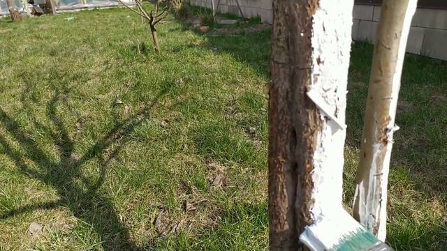 Весенняя побелка деревьев. смотреть онлайн