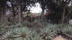 ПАТТАЙЯ ЧИСТЫЙ ПЛЯЖ ПРЯМО В ЦЕНТРЕ ГОРОДА