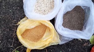 Избавляемся от Проволочника и личинок Хруща в почве