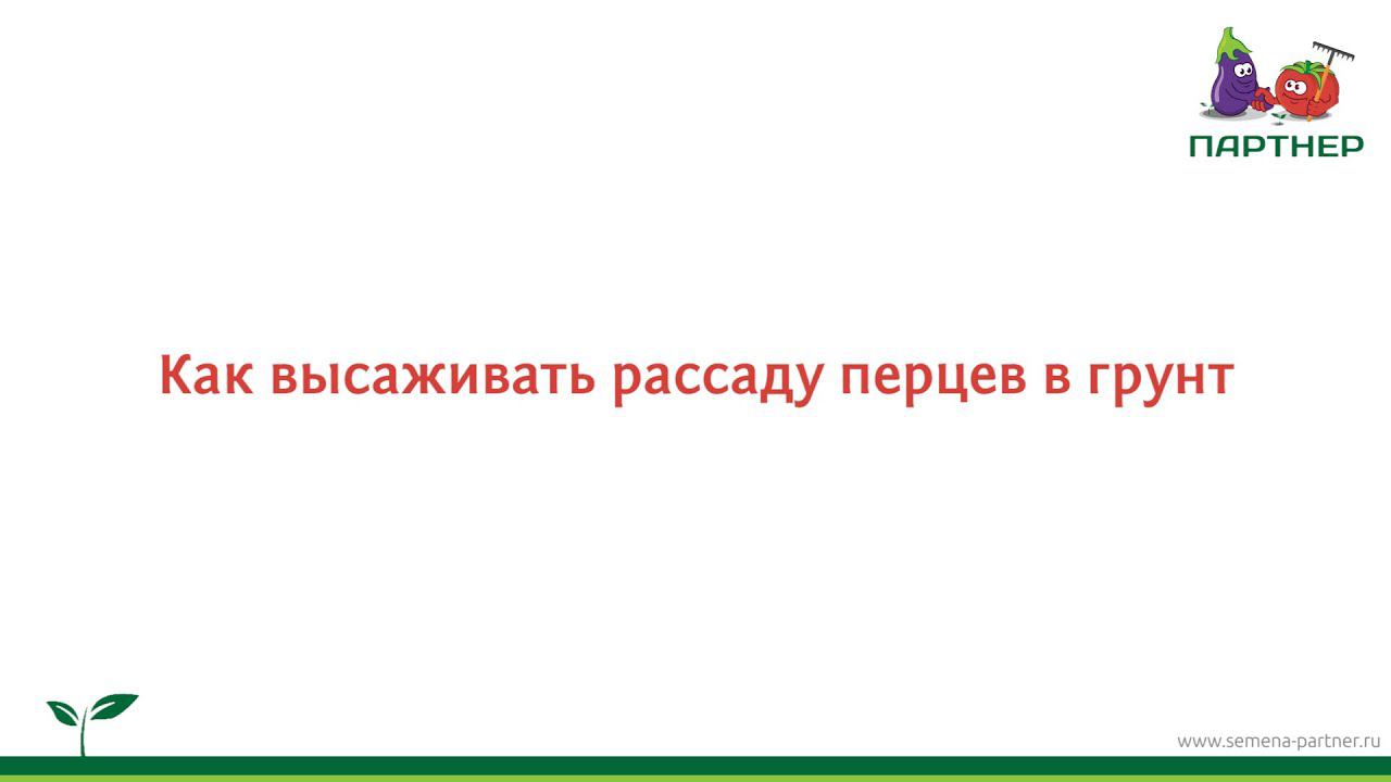 Как высаживать рассаду перцев в грунт