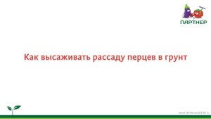 Как высаживать рассаду перцев в грунт