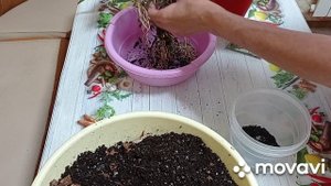 Комнатные цветы.Антуриум. Пересадка антуриума с делением кустика.