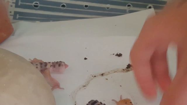 Как дела у эублефаров и змей/ Все мои рептилии смотреть онлайн