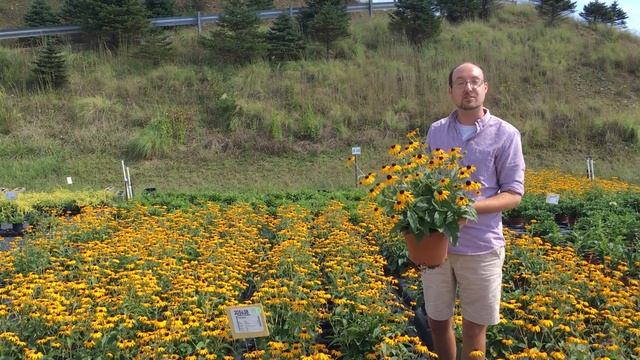 Riverbend Nursery Plant Premiere Week 37-Rudbeckia 'Goldsturm' 10 Inch