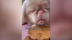 Funniest Animals 2024 😂 Best Funny Cats and Dogs Videos 😹🐶 Part 6