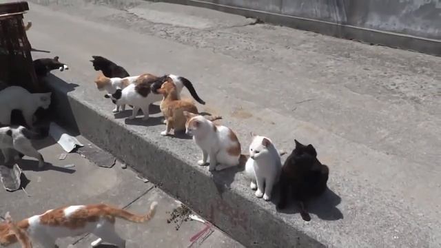 Остров кошек Тасиро смотреть онлайн