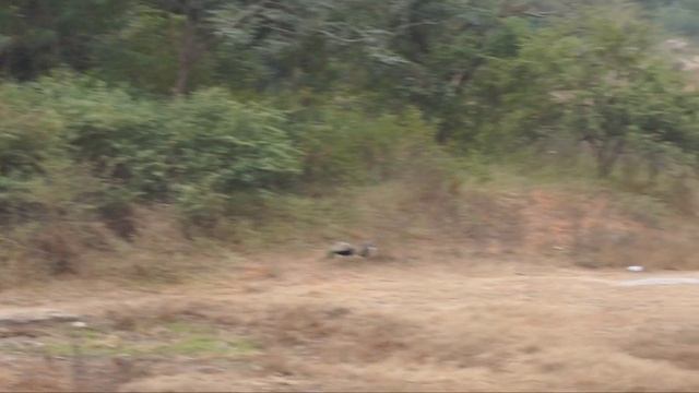 Sony Alpha 5100 Review | Export XAVCS Videos to Phone | Vlogging Camera | Pros & Cons #Sonyalpha510 смотреть онлайн