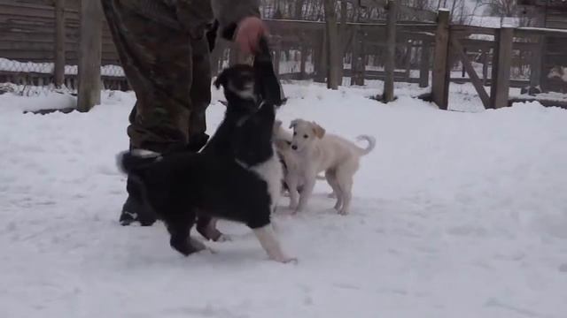 Штурм ,щенок русской борзой .
