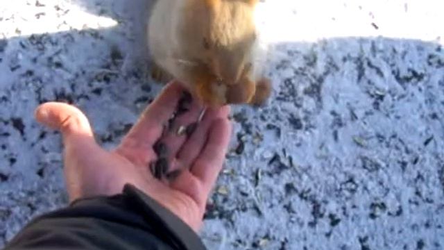 белочка и семечки смотреть онлайн