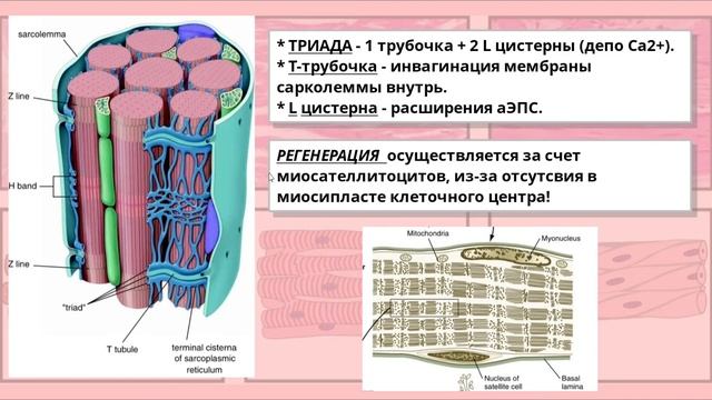 Мышечная ткань. смотреть онлайн