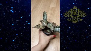 Сансевиерия Стар Каньон Гранит