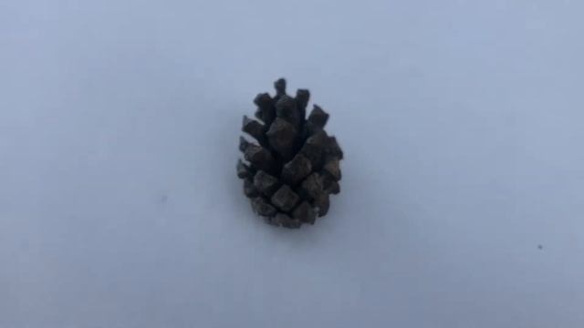 ВКЛЮЧИ ЭТО ВИДЕО ЕСЛИ УСТАЛ ОТ ГОРОДСКОЙ СУЕТЫ / прогулка по-зимнему лесу смотреть онлайн