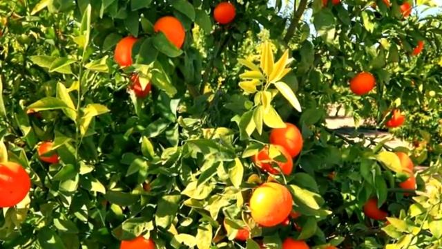 Состав клементинов - Витаминный состав - Полезные свойства смотреть онлайн