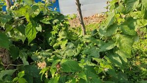 Ремонтантная малина "сомохвал".Урожай на 11.09.2021. Ленинградская область.