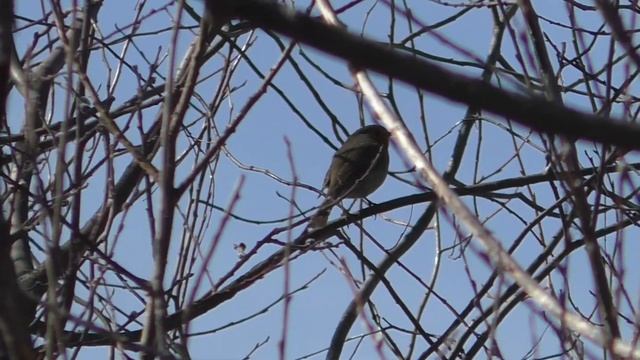 Наблюдение Малиновки заслышав голосок смотреть онлайн