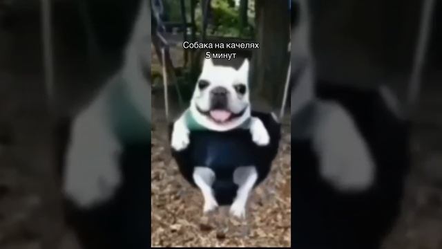 собака качается на качелях 5 минут
