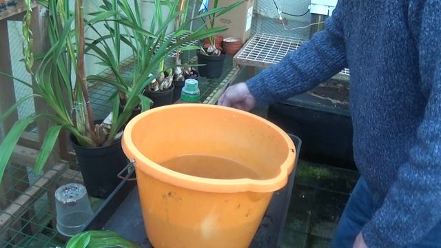 Phalaenopsis.......a small experiment with food!! смотреть онлайн