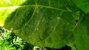 Гавана 142 спелый лист