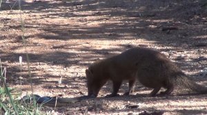 Slender mongoose kills black mamba - FULL VIDEO