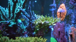 Mixed Reef - Full Tank Update with New Corals and New Spawns