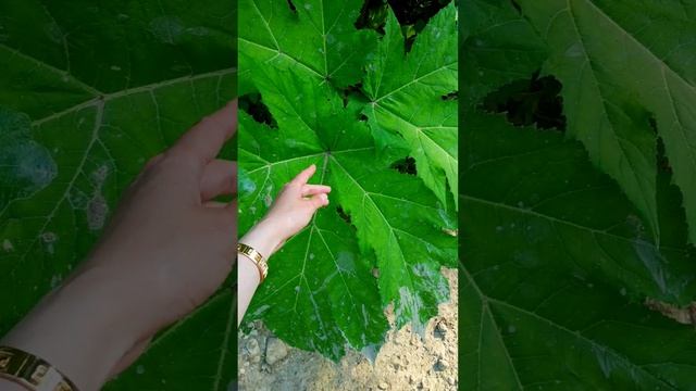 #71 Хозяин леса Король и Шут Дольмены #Геленджик #лес #lesnayacarevna #magica #sumkiberry смотреть онлайн