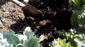 картофель из ботанических семя что выросло первый год посадки