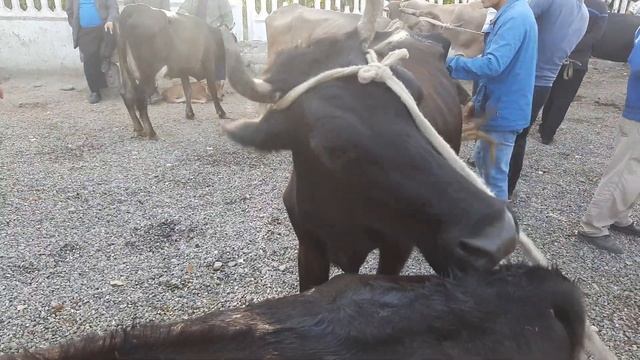 ANDIJON ASAKA UZBEKISTON MOL BOZORI NARXLARI 2021 АНДИЖОН АСАКА УЗБЕКИСТОН МОЛ БОЗОРИ НАРХЛАРИ ЗОХИ