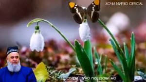 Хочи мирзо дар бораи нос
