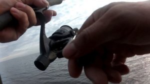 окунь ладога