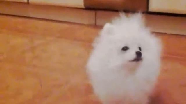 Мой шпиц смотреть онлайн