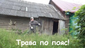 Трава по пояс