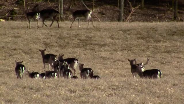 Canon Legeria R36 test Roe Deer chromatic aberration смотреть онлайн