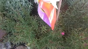 ГАУРА (Gaura lindheimeri)