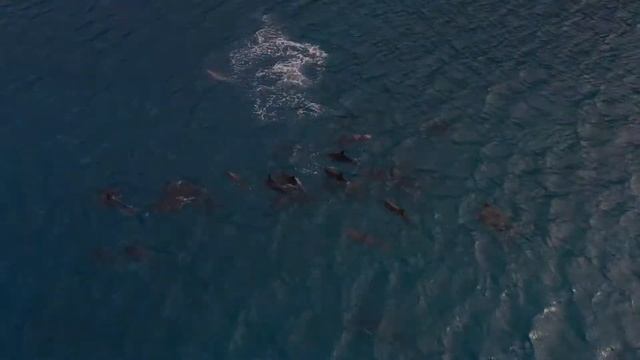 Дельфин и чайка, смешное ? смотреть онлайн