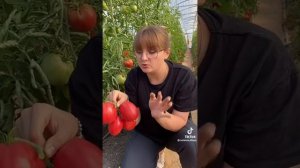 помидоры настенька