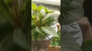Махрова примула Балерина!  Мої новінки!