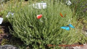 Чабер горный ? горный чабер обзор: как сажать, рассада чабра