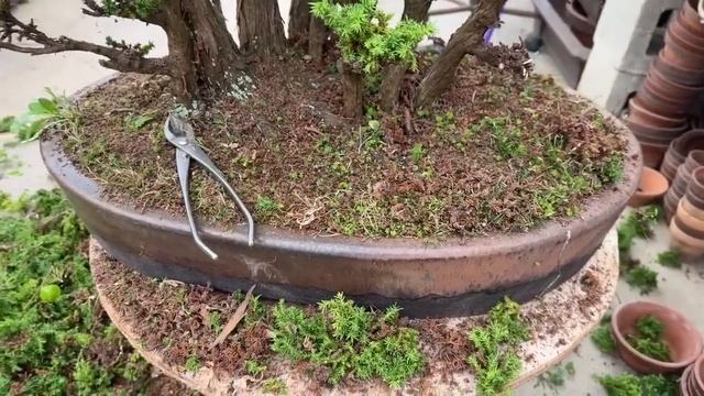 Reshaping a Large Cryptomeria Forest смотреть онлайн