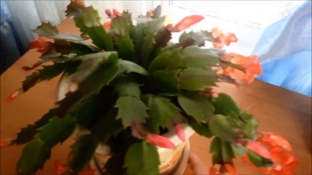 Декабрист. Комнатное растение - цветущее. смотреть онлайн