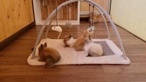 Мама крольчиха наблюдает за играми маленьких кроликов ❤