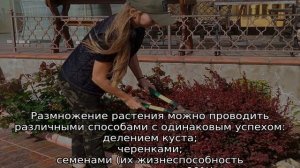 Барбарис Адмирейшн