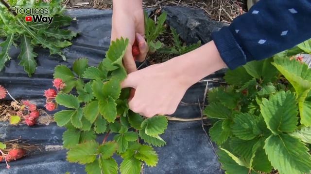 Календарь Ухода За Клубникой От А До Я! Отличный Урожай Гарантирован! смотреть онлайн