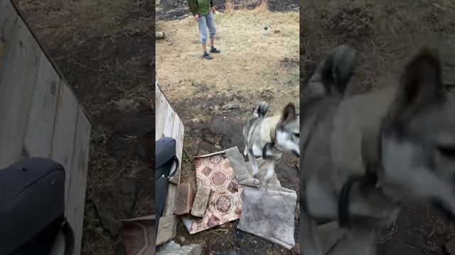 Не подходит корм собаке. смотреть онлайн