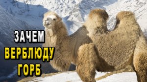 Зачем верблюду горб