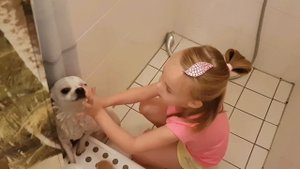 Как мыть собаку дома, как купать чихуахуа | Чихуахуа и ребенок | Девочка моет собаку | Chihuahua
