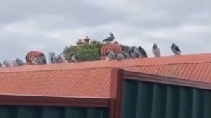 Мем my name is giovanni giorgio , but everybody calls me giorgio (Джованни Джорджио)